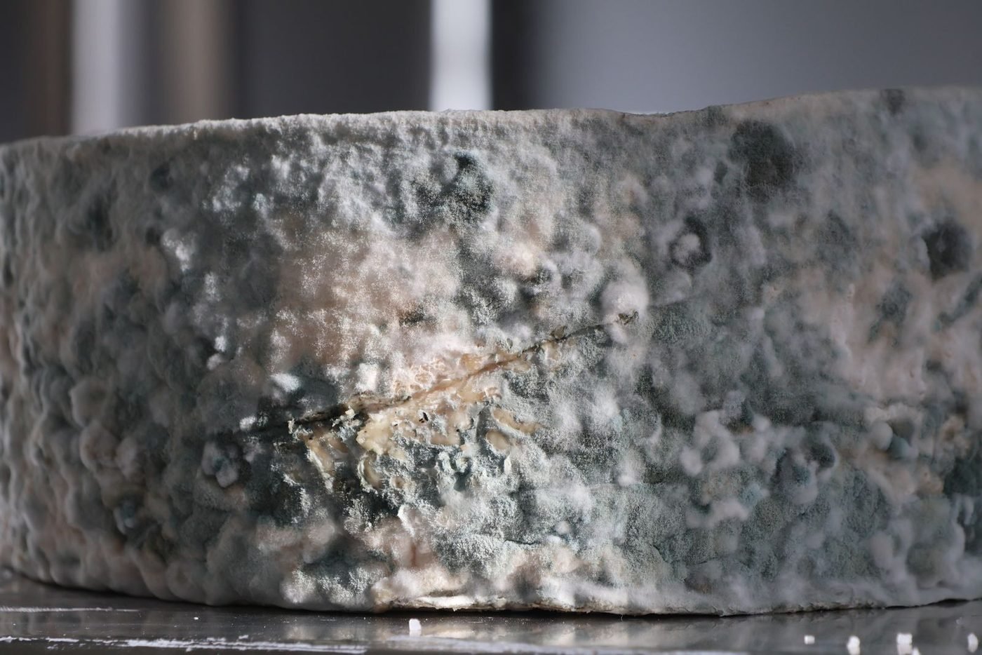 Meule de fromage bleu, croûte couverte de moisissures